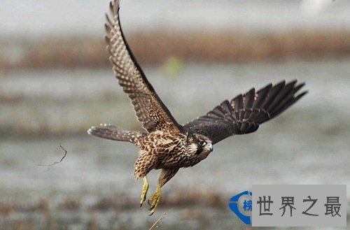 地球上飞得最快的动物：游隼