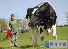 世界上最高的奶牛：身高一米九五体重