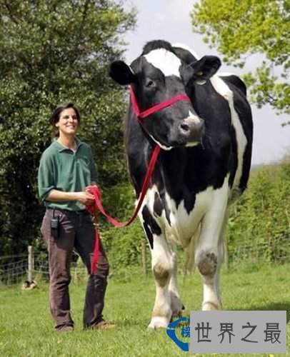 世界上最高的奶牛