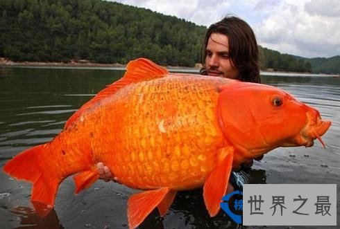 世界上最大的金鱼