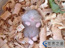 地球上冬眠时间最长的动物：睡鼠