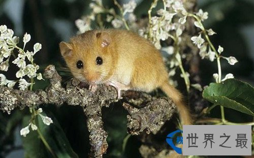 地球上冬眠时间最长的动物:睡鼠