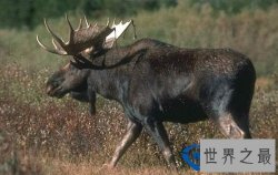 世界上最大的鹿种：驼鹿