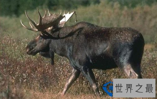 世界上最大的鹿种