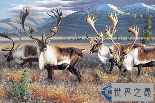 世界上最大的鹿种