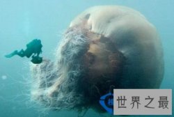 世界上最大的水母：北极霞水母