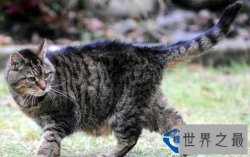【世界上年龄最大的猫】世界上活的最久的猫
