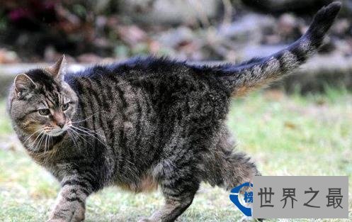 【世界上年龄最大的猫】世界上活的最久的猫