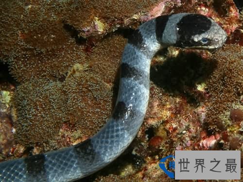 世界上最毒的蛇：海蛇