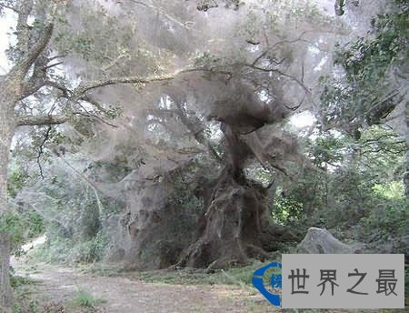世界上最大的蜘蛛网