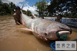世界上最大的鲶鱼:重达646磅