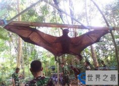 世界上最大的蝙蝠 跟人一样大