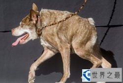 世界上最丑的狗：卡西莫多(图)