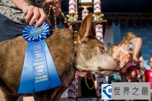 世界上最丑的狗
