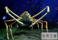 世界上最大的螃蟹：英国巨型螃蟹（长15米）