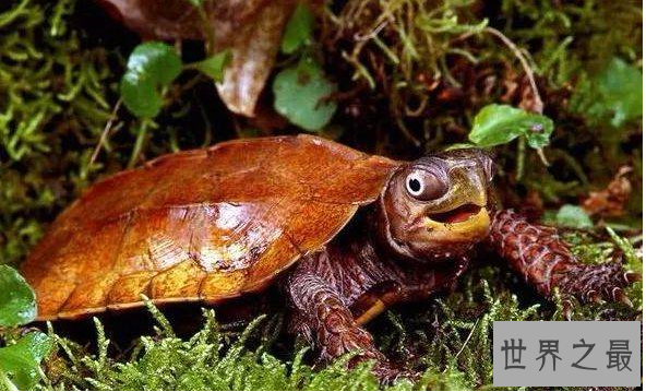 什么乌龟好养又漂亮？全球十大最受欢迎宠物龟 