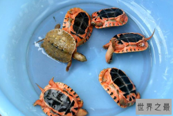 家养什么宠物龟好？全球十大最受欢迎宠物龟