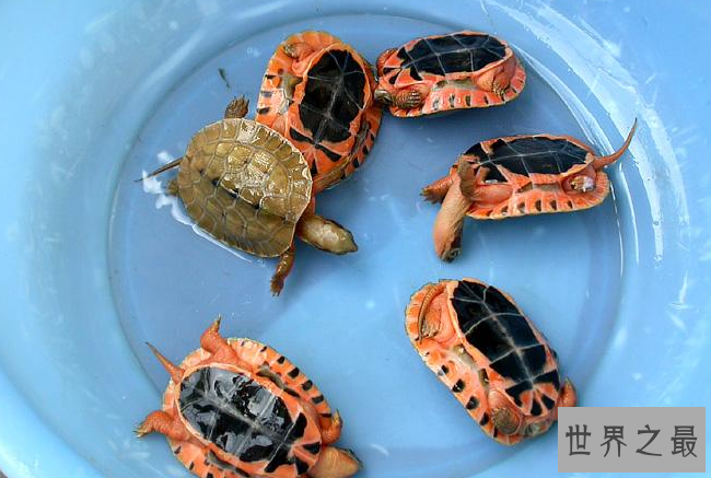 什么乌龟好养又漂亮？全球十大最受欢迎宠物龟 