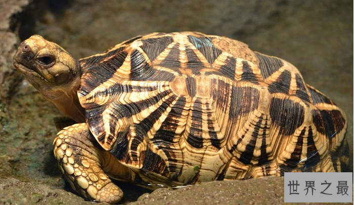 什么乌龟好养又漂亮？全球十大最受欢迎宠物龟 