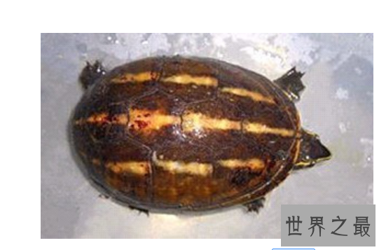 什么乌龟好养又漂亮？全球十大最受欢迎宠物龟 