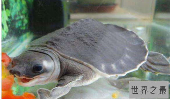 什么乌龟好养又漂亮？全球十大最受欢迎宠物龟 