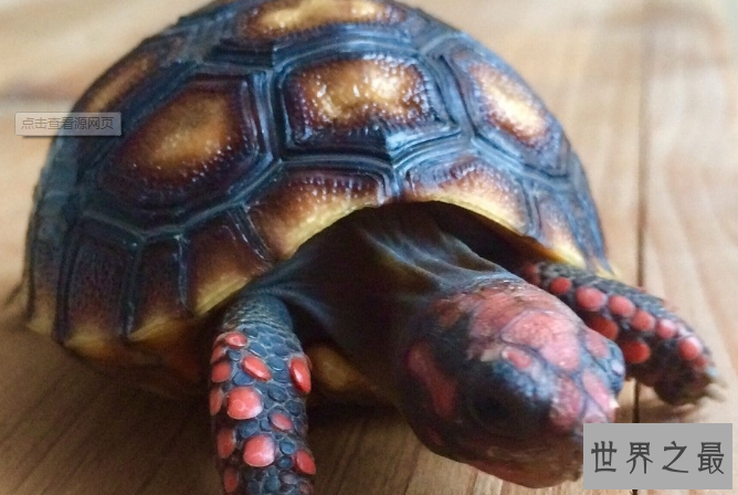什么乌龟好养又漂亮？全球十大最受欢迎宠物龟 
