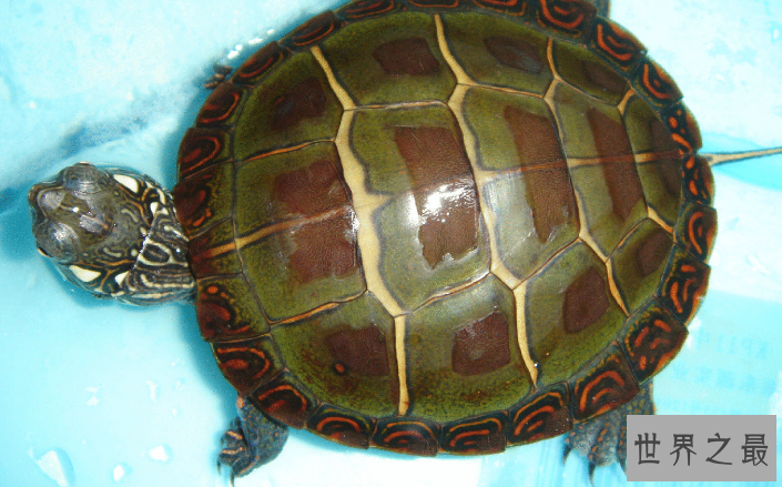 什么乌龟好养又漂亮？全球十大最受欢迎宠物龟 