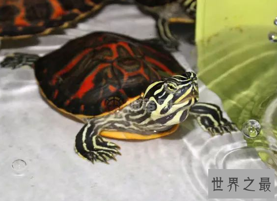 什么乌龟好养又漂亮？全球十大最受欢迎宠物龟 