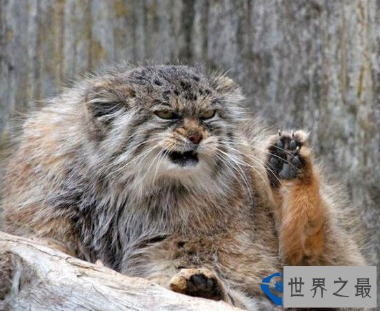世界上最凶猛的猫:帕拉斯猫