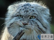 世界上最凶猛的猫:帕拉斯猫