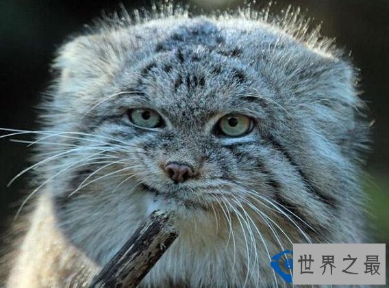 世界上最凶猛的猫:帕拉斯猫