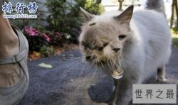 吉尼斯世界上寿命最长的双面猫：三只眼两嘴巴