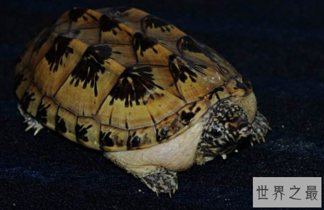 什么乌龟好养又漂亮？全球十大最受欢迎宠物龟 