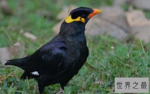 什么鸟漂亮又与人亲近？排名前10最粘人的鸟 