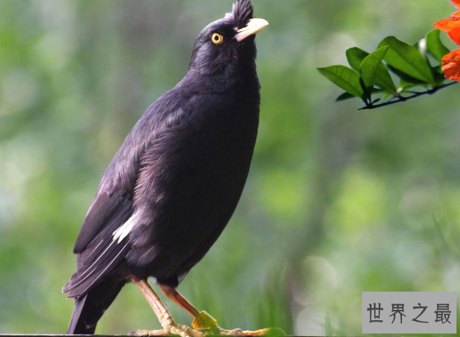 什么鸟漂亮又与人亲近？排名前10最粘人的鸟 