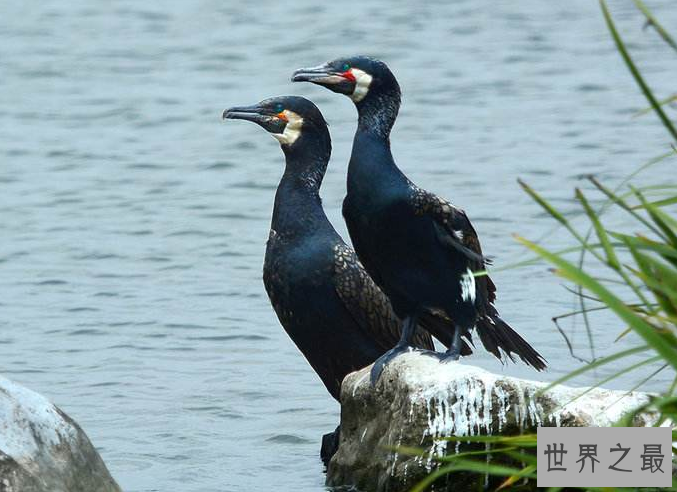 什么鸟漂亮又与人亲近？排名前10最粘人的鸟 