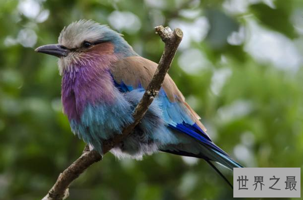 什么鸟漂亮又与人亲近？排名前10最粘人的鸟 