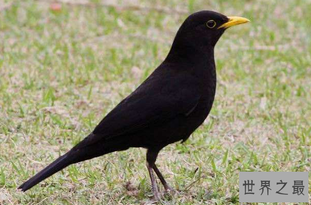 什么鸟漂亮又与人亲近？排名前10最粘人的鸟 