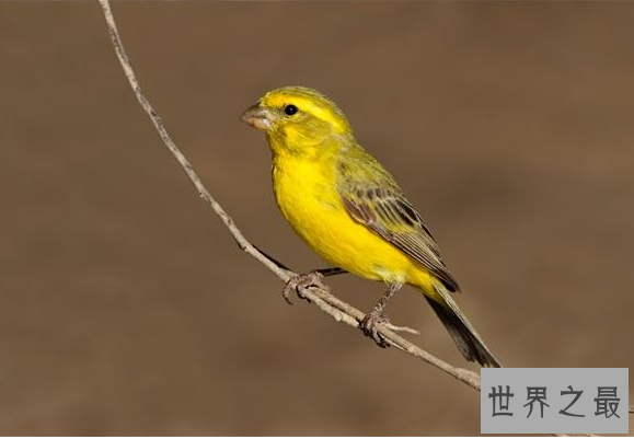 什么鸟漂亮又与人亲近？排名前10最粘人的鸟 