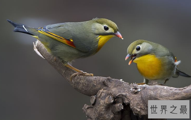 什么鸟漂亮又与人亲近？排名前10最粘人的鸟 