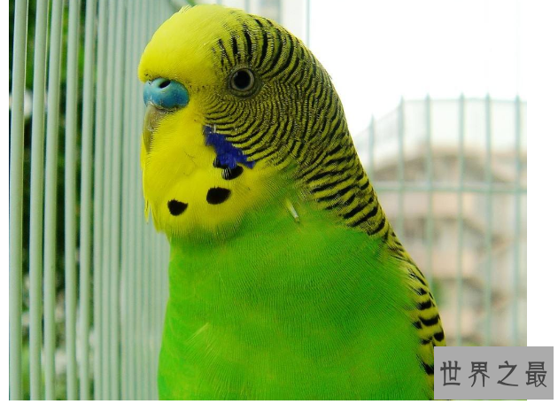 什么鸟漂亮又与人亲近？排名前10最粘人的鸟 