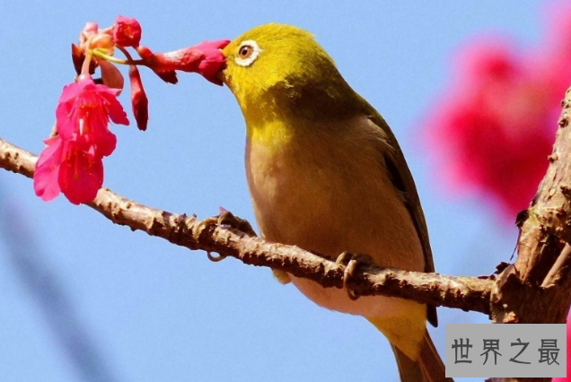 什么鸟漂亮又与人亲近？排名前10最粘人的鸟 