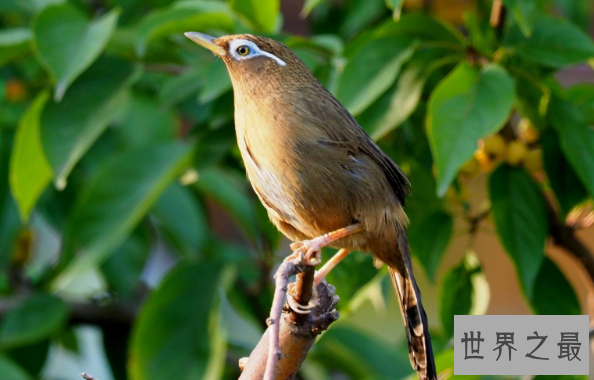什么鸟漂亮又与人亲近？排名前10最粘人的鸟 