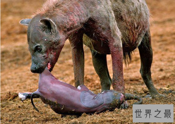 勇敢的动物有哪些？十大最勇敢的动物排名 