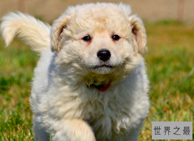 勇敢的动物有哪些？十大最勇敢的动物排名 