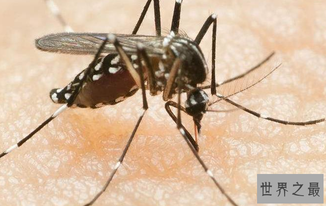 勇敢的动物有哪些？十大最勇敢的动物排名 