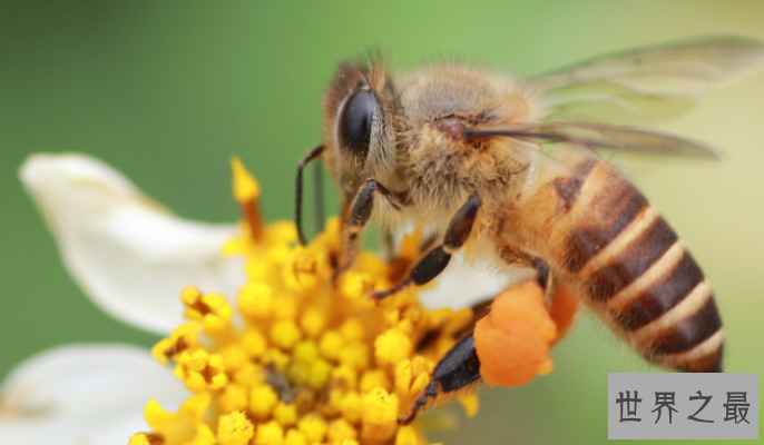 勇敢的动物有哪些？十大最勇敢的动物排名 