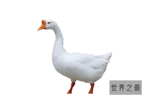 勇敢的动物有哪些？十大最勇敢的动物排名 