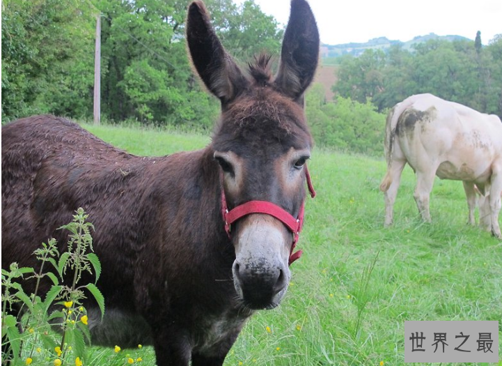 勇敢的动物有哪些？十大最勇敢的动物排名 