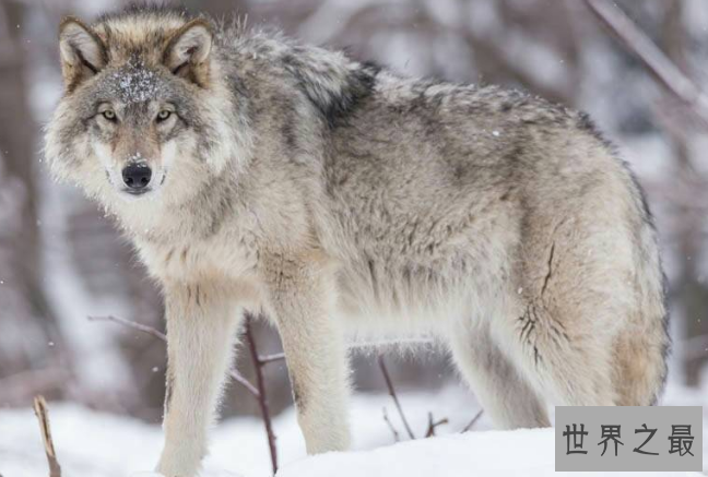 勇敢的动物有哪些？十大最勇敢的动物排名 